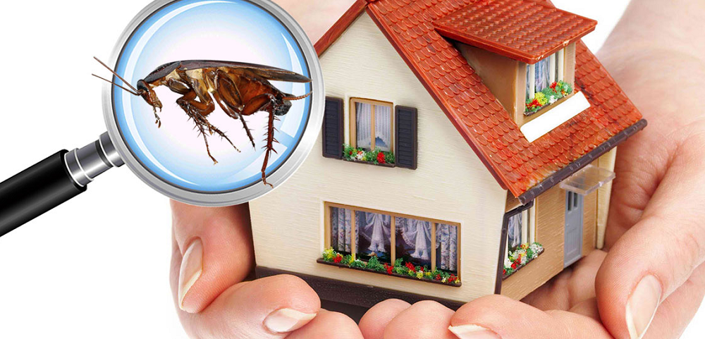 Maximize Savings with Pest Inspections in Westmoreland